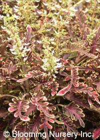 Coleus (Solenostemon) 'Kiwi Fern'